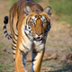 Illustration for article titled Everything to know about tigers